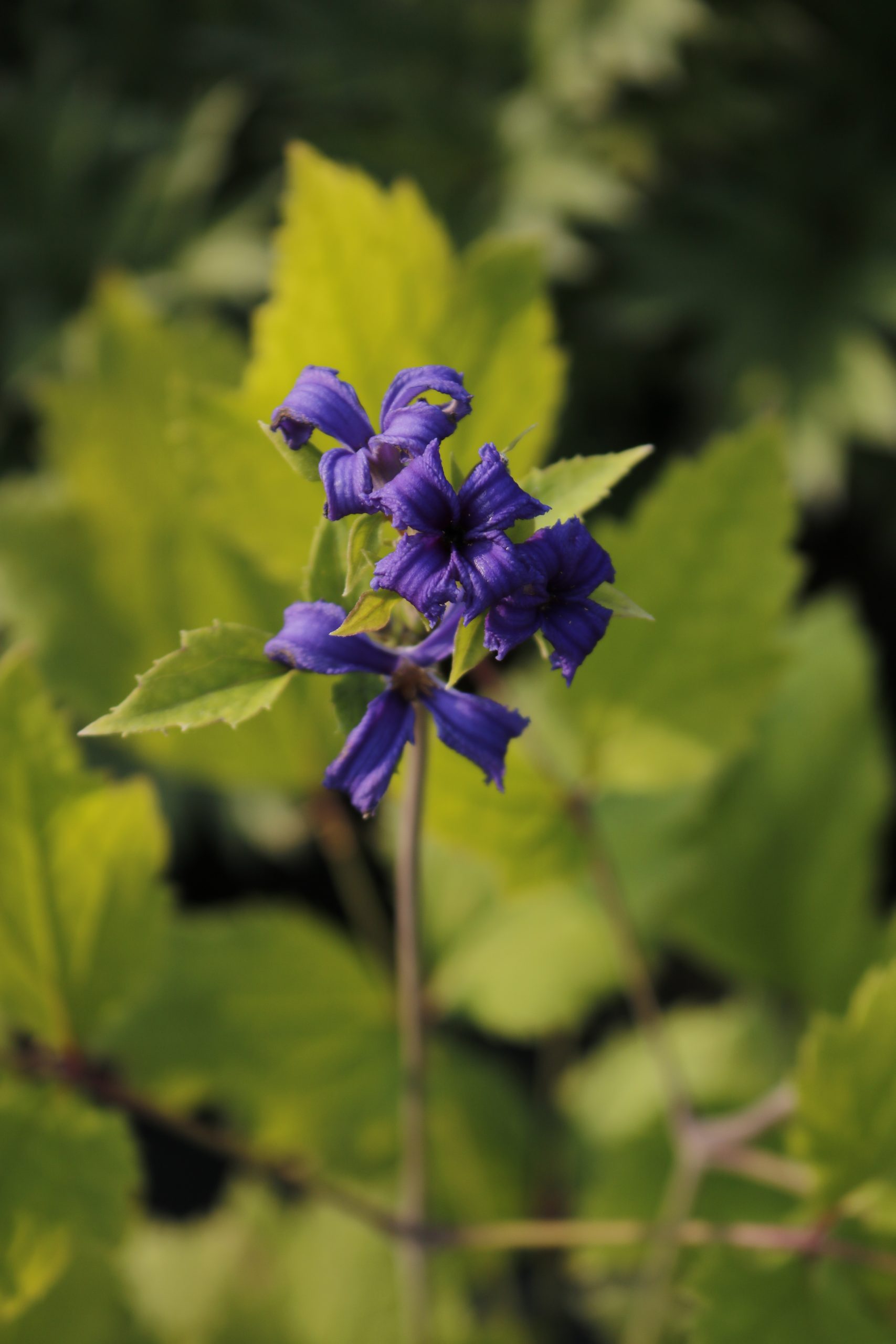 Clematis heracleifolia 'China Purple' – Bild 2