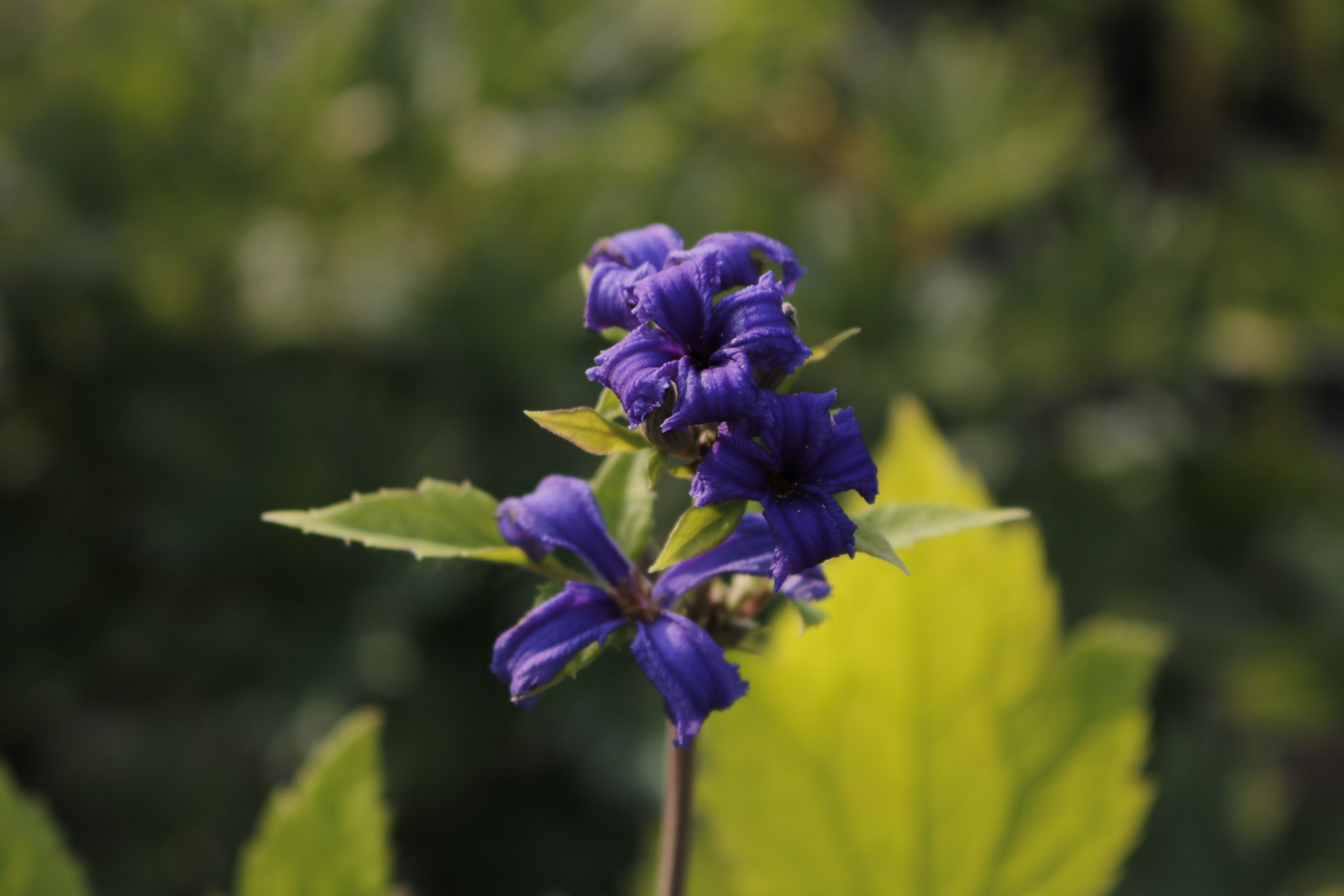 Clematis heracleifolia 'China Purple' – Bild 3