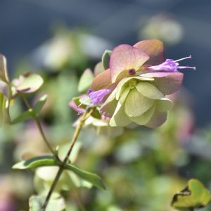 Origanum rotundifolium 'Kent Beauty'