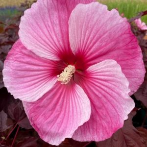 Hibiscus mosch. 'Starry Starry Night' ®