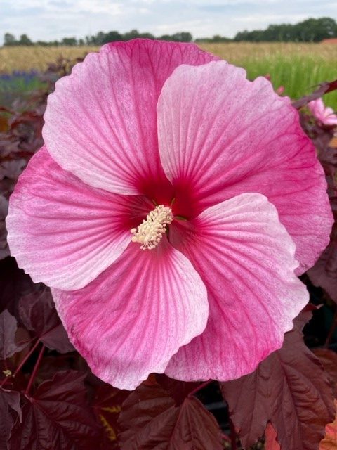 Hibiscus mosch. 'Starry Starry Night' ®