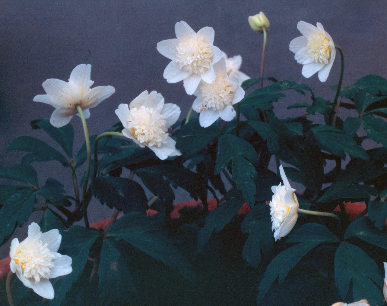 Anemone nemorosa 'Vestal' – Bild 2