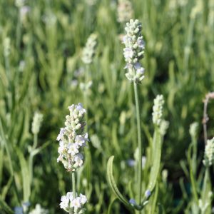Lavandula angustifolia 'White Summer' ®