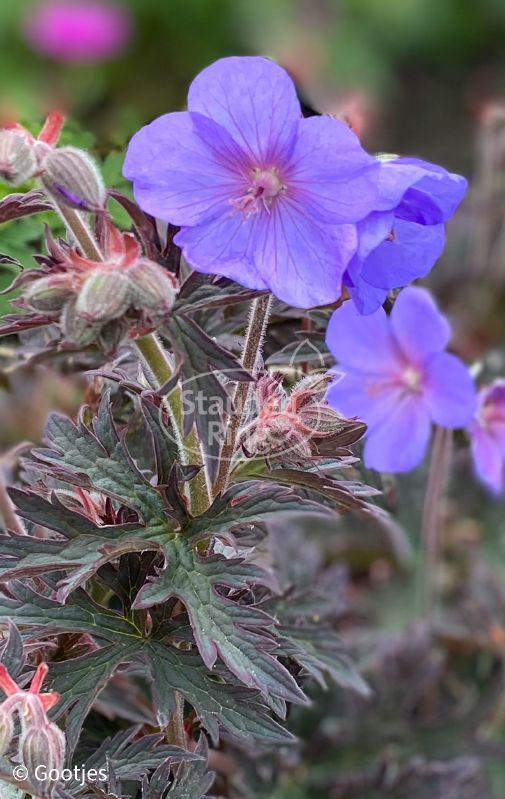 Geranium pratense 'Bloom Chocolatta' ® – Bild 2