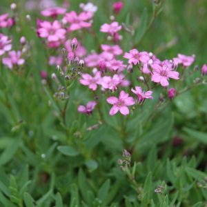 Gypsophila repens 'Filou Rose'