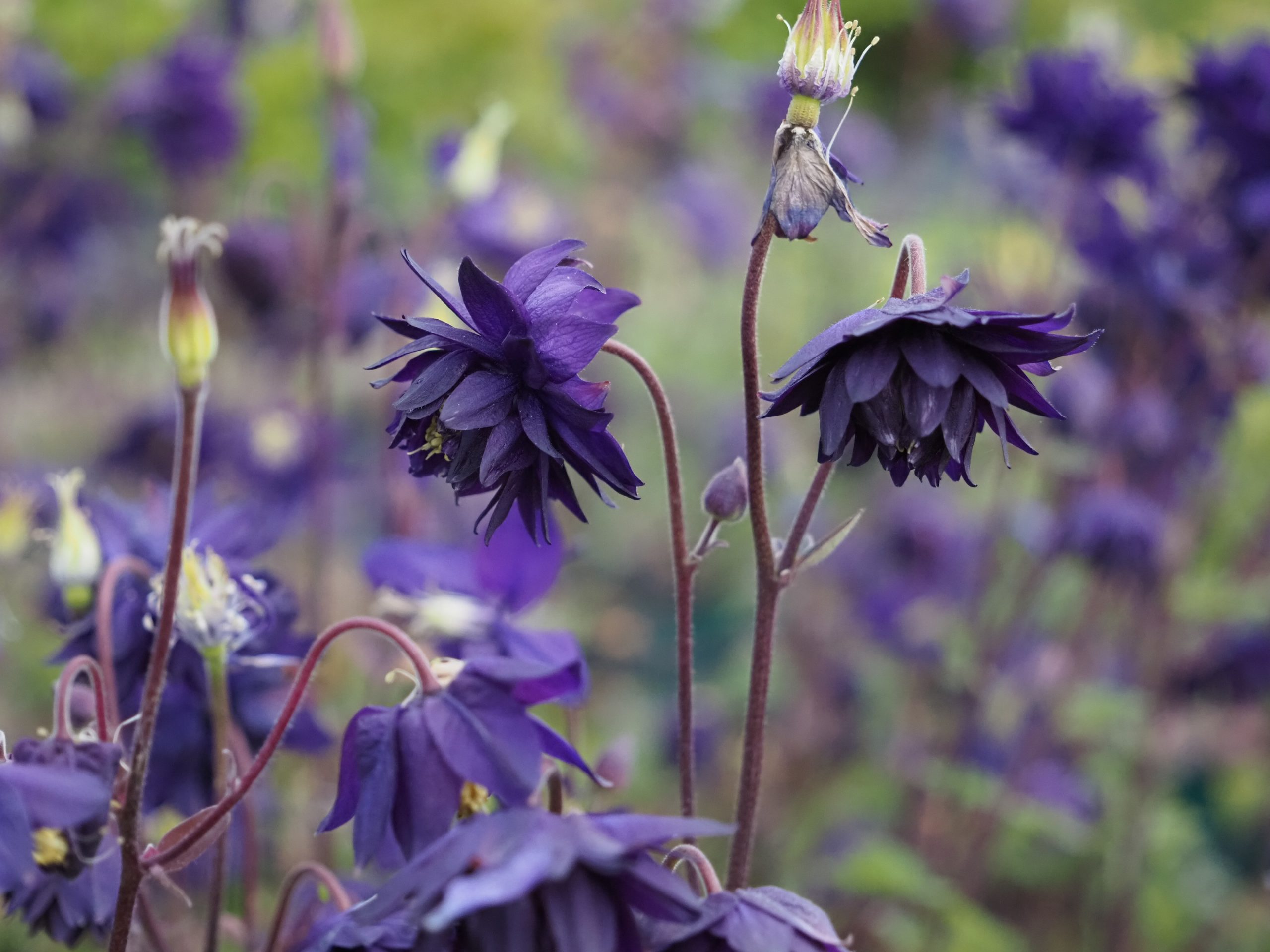 Aquilegia x cult. 'Blue Barlow' – Bild 3