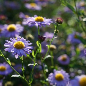 Kalimeris mongolica 'Antonia'