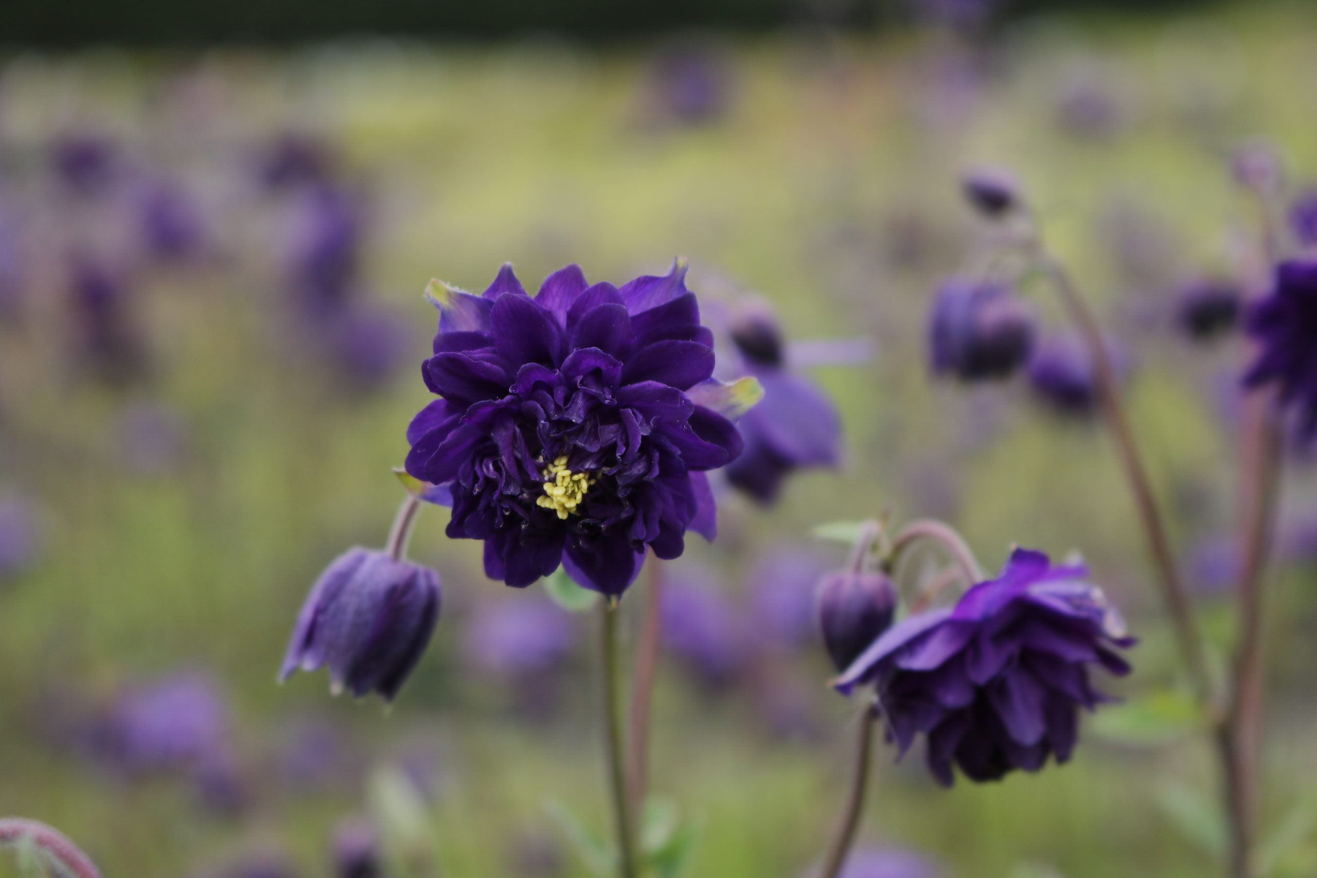 Aquilegia x cult. 'Blue Barlow' – Bild 2